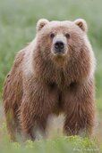 Beast-bears-2.jpg Beast-bears-2.jpg