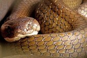 10-Famous-Breeds-Among-Snakes-1.jpg