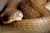 10-Famous-Breeds-Among-Snakes-1.jpg 10-Famous-Breeds-Among-Snakes-1.jpg