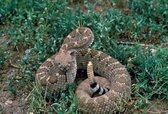 10-Famous-Breeds-Among-Snakes-3.jpg