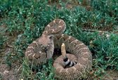 10-Famous-Breeds-Among-Snakes-3.jpg 10-Famous-Breeds-Among-Snakes-3.jpg
