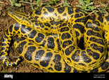 yellow-anaconda-snake-on-ground-eunectes-notaeus-pantanal-brazil-AMW7RN.jpg