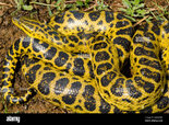 yellow-anaconda-snake-on-ground-eunectes-notaeus-pantanal-brazil-AMW7RN.jpg yellow-anaconda-snake-on-ground-eunectes-notaeus-pantanal-brazil-AMW7RN.jpg