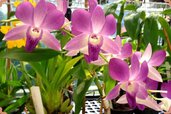 Dendrobium-Orchids-768x512.jpg Dendrobium-Orchids-768x512.jpg