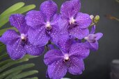 vanda-768x512.jpg vanda-768x512.jpg