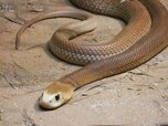 10-Famous-Breeds-Among-Snakes-5.jpg