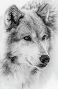 wild-wolf-painting-black-and-white-7.jpg