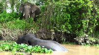 Kinabatangan-River.jpg