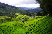 Cameron-Highlands2.jpg