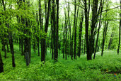 ۱۰-مورد-از-زیباترین-جنگل-های-ایران-C3xDK3.jpg