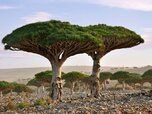 dragon-blood-tree-socotra-yemen-GettyImages-661732956.jpg