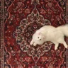آیناز فکری