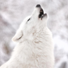 Snow Wolf