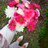Fatemeh. M